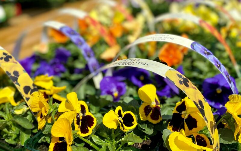 Bedding Plants